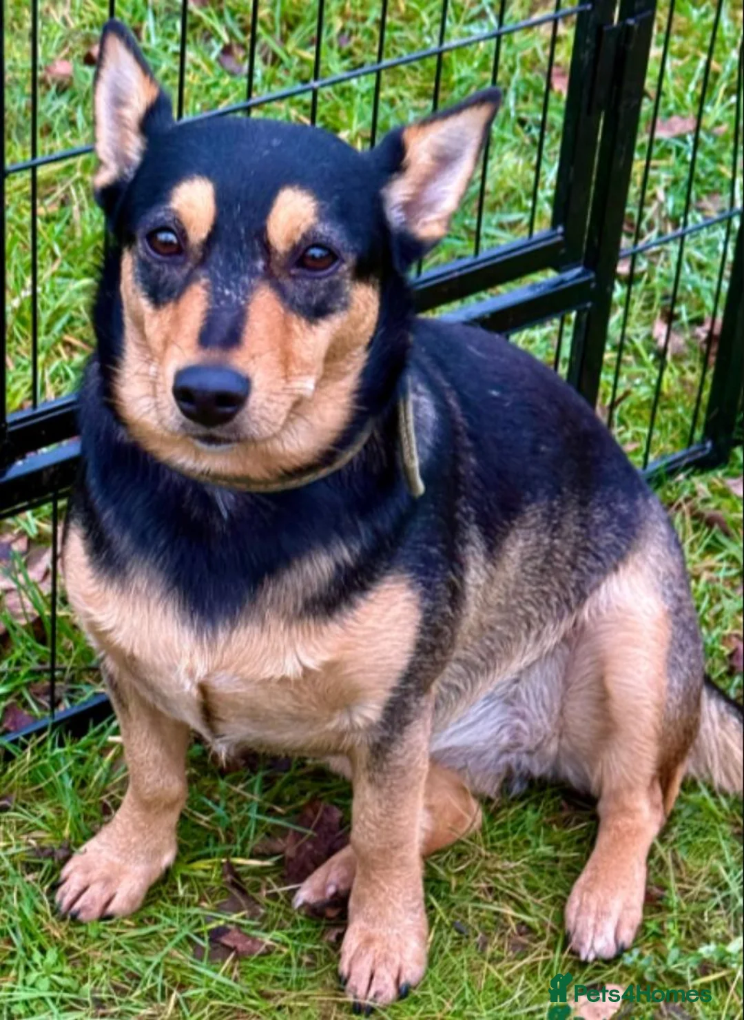 German Shepherd dogs for sale: Elza- German Shepherd miniature - Advert 2
