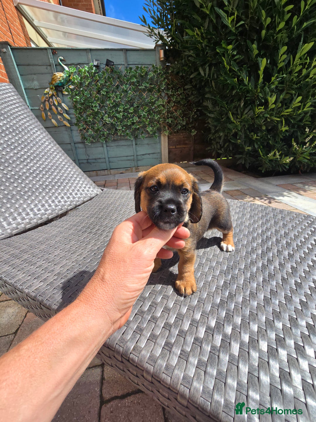 Mixed Breed dogs for sale: Very loving puppies looking for their forever home - Image 4