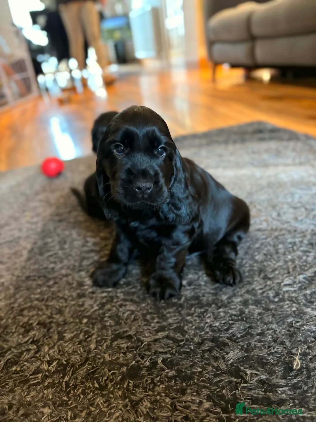 Cocker Spaniel dogs for sale: Stunning show cocker spaniel puppies - Advert 11
