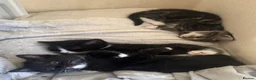 Mixed Breed cats for sale: Mixed breed kittens looking for new home  - Advert 2
