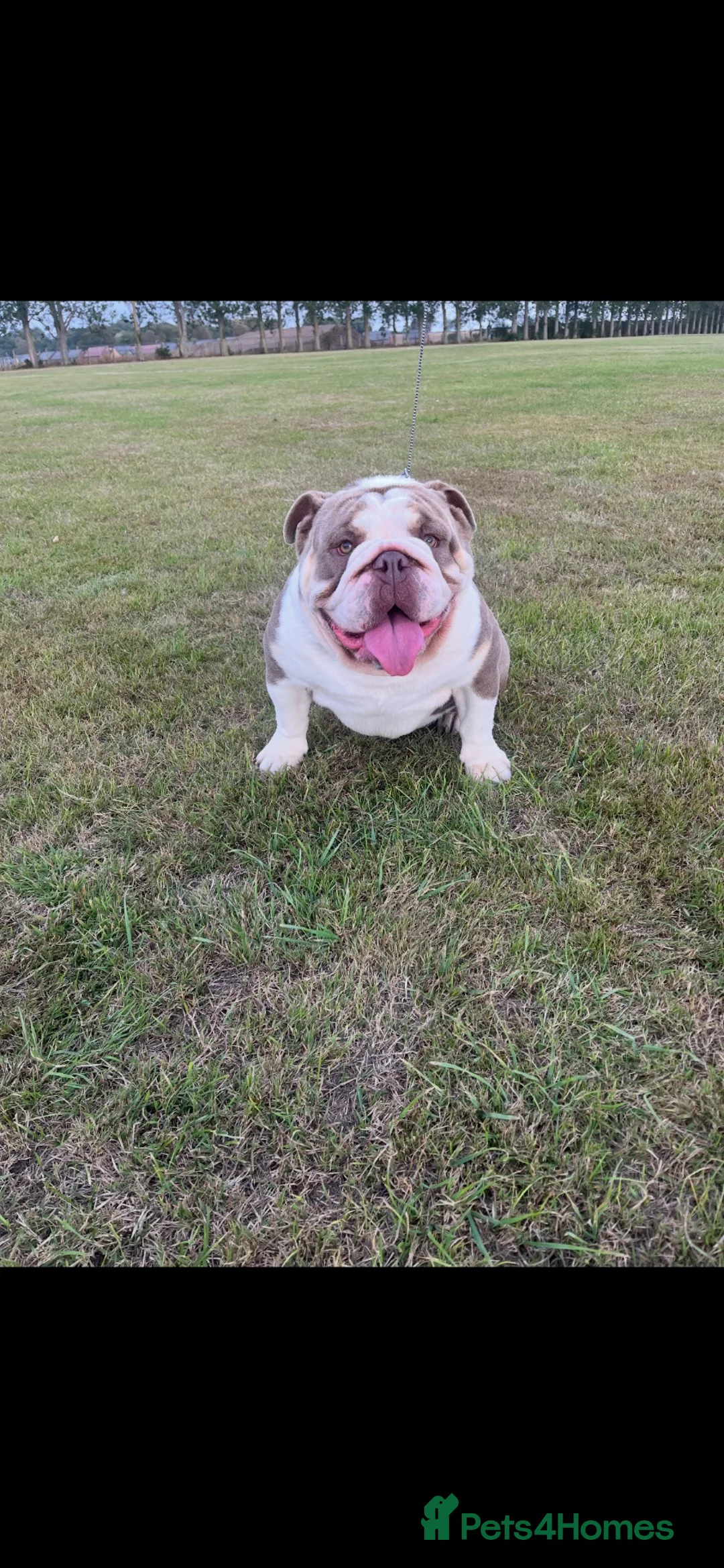 English Bulldog dogs for sale: Bruce in Scunthorpe - Advert 2