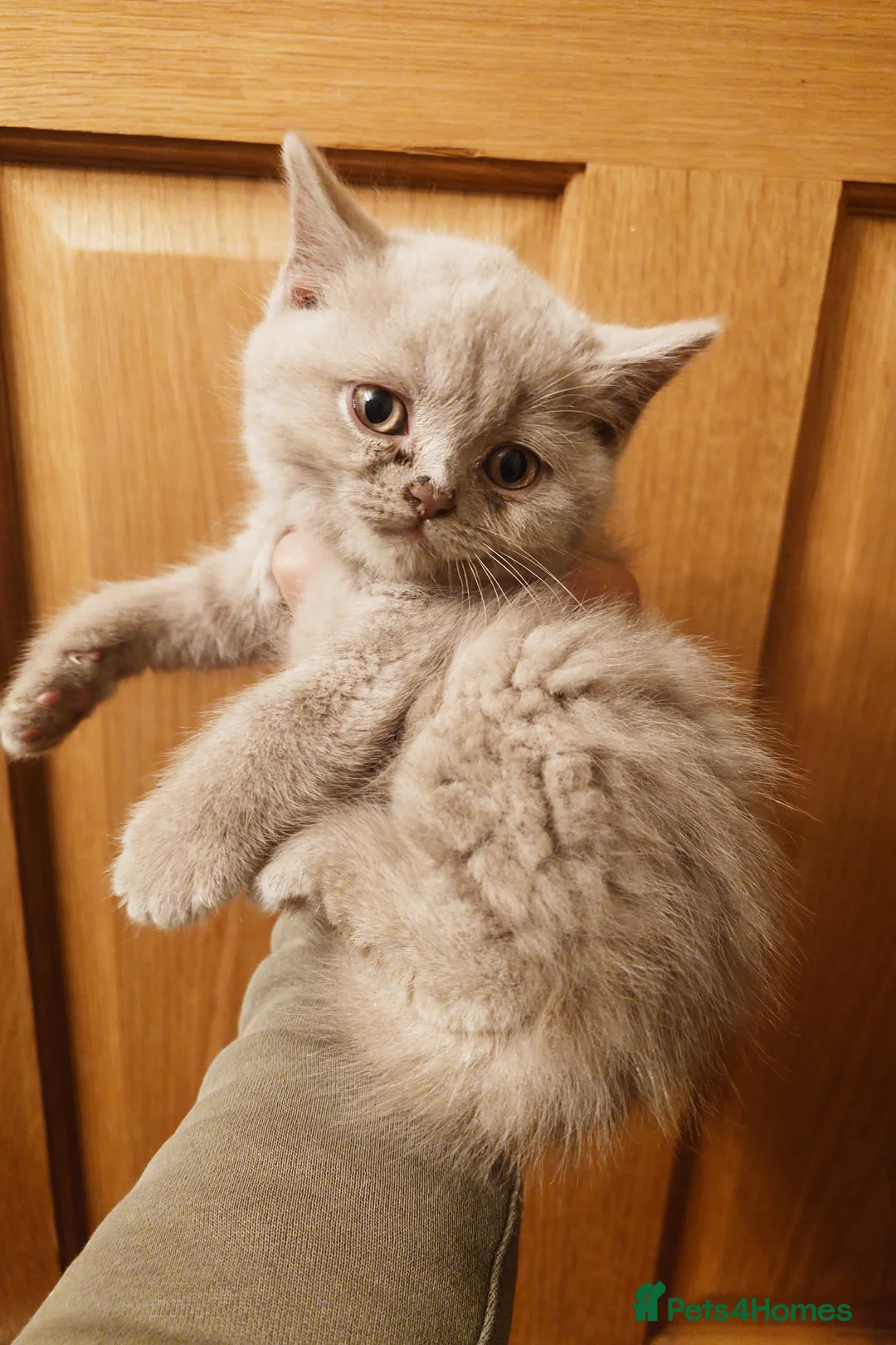 British Shorthair cats for sale: British shorthair babies in Bristol - Advert 2