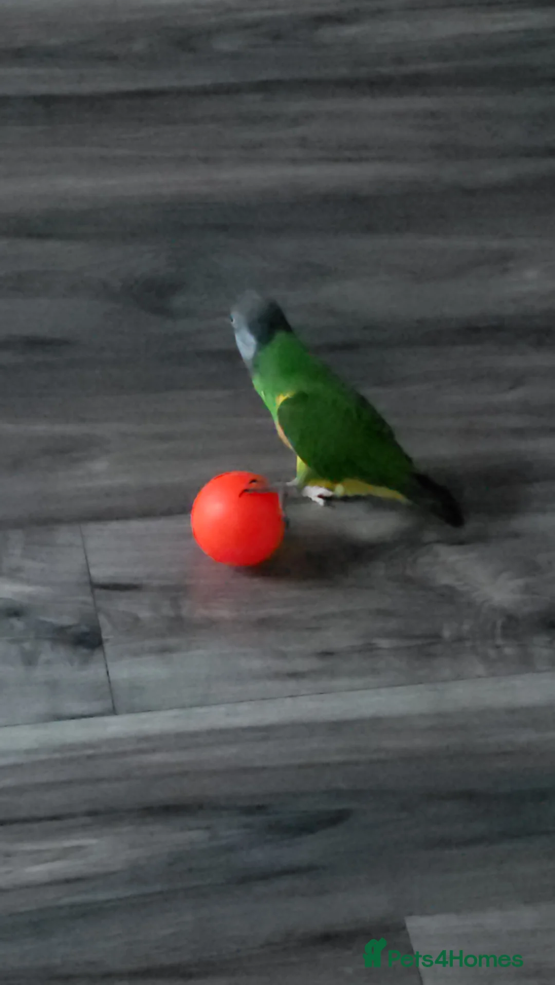 Parrots birds for sale: Senegal parrot - very tame - Advert 2