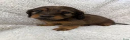 Miniature Dachshund dogs for sale: 5 beautiful long haired dachshunds!  in Bristol - Advert 9