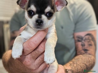 Chihuahua dogs - Advert 2