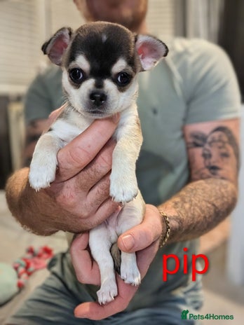 Chihuahua dogs - Advert 1