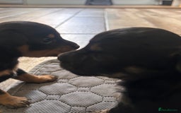 Mixed Breed dogs for sale: Jackawawa - Image 12