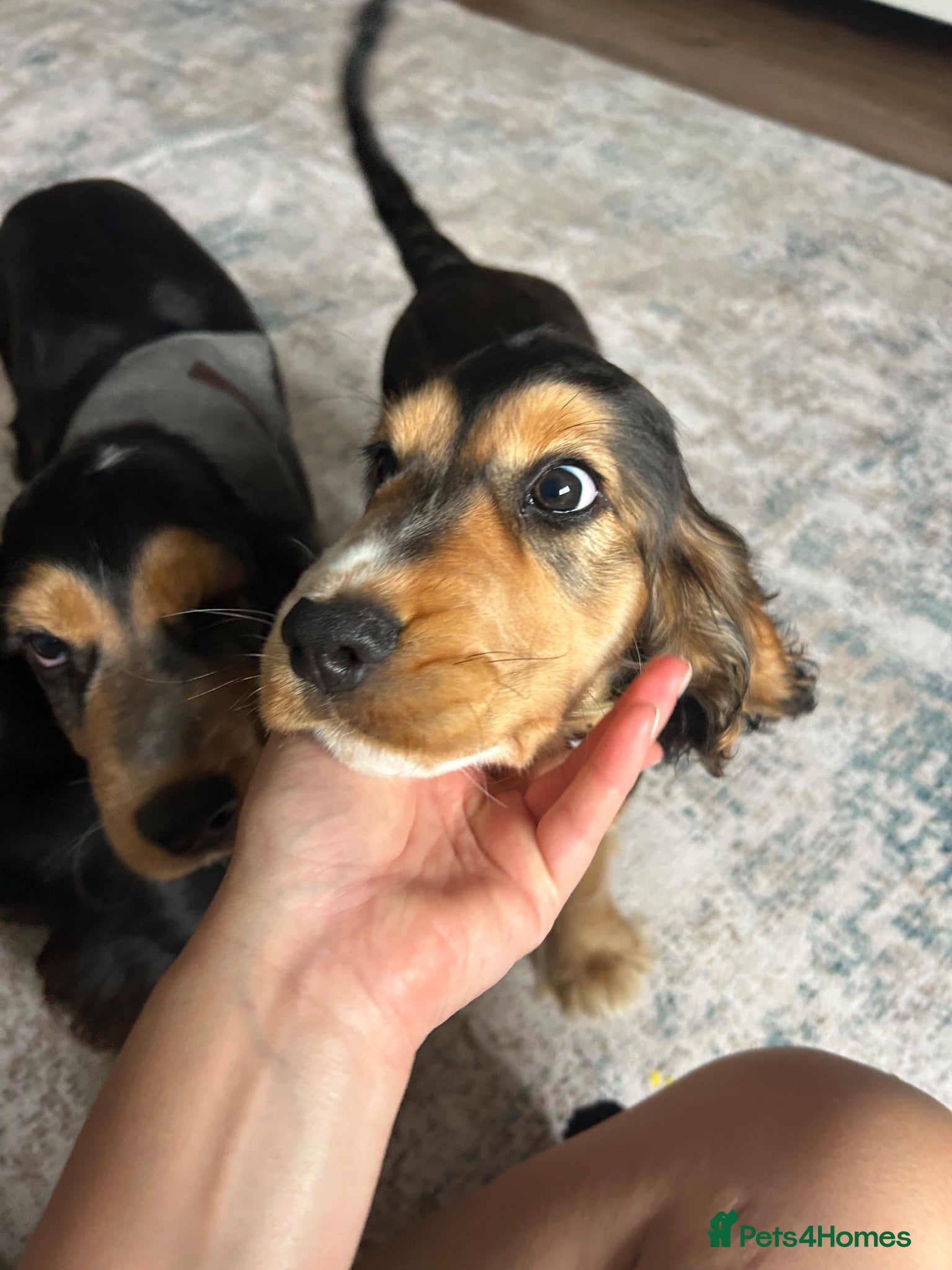 Cocker Spaniel dogs LAST BOY LEFT🏡 🌟SHOW COCKERS 🌟HEALTH CHECKS ✅   - Advert 1