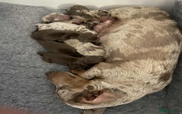 Miniature Dachshund dogs for sale: Absolutely beautiful miniature dachshund  - Image 2