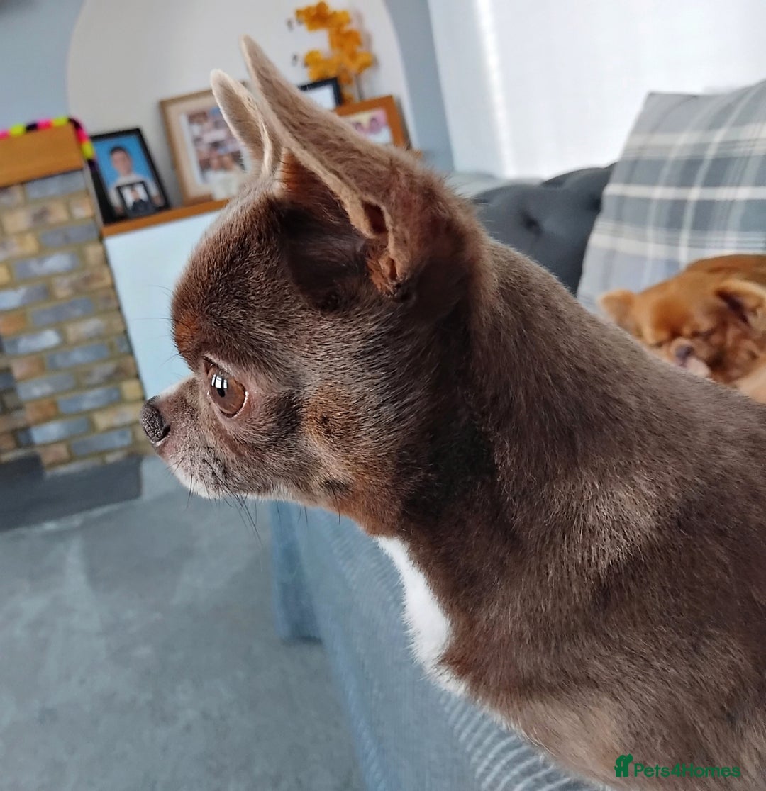 Chihuahua dogs for stud: KC reg - Health tested - PROVEN  - Advert 11