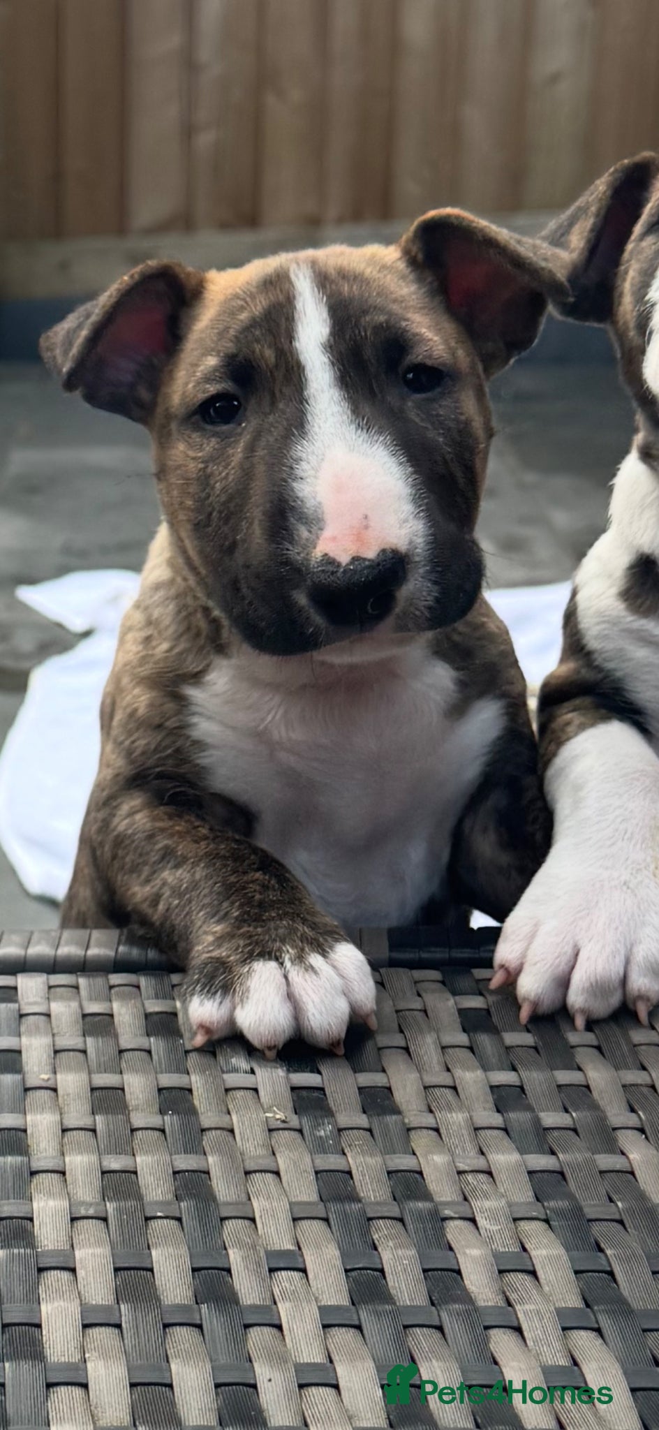 English Bull Terrier dogs ONLY 1 STUNNING ENGLISH BULL TERRIER BOY LEFT 💙 - Advert 4