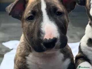 English Bull Terrier dogs ONLY 1 STUNNING ENGLISH BULL TERRIER BOY LEFT 💙 - Advert 4