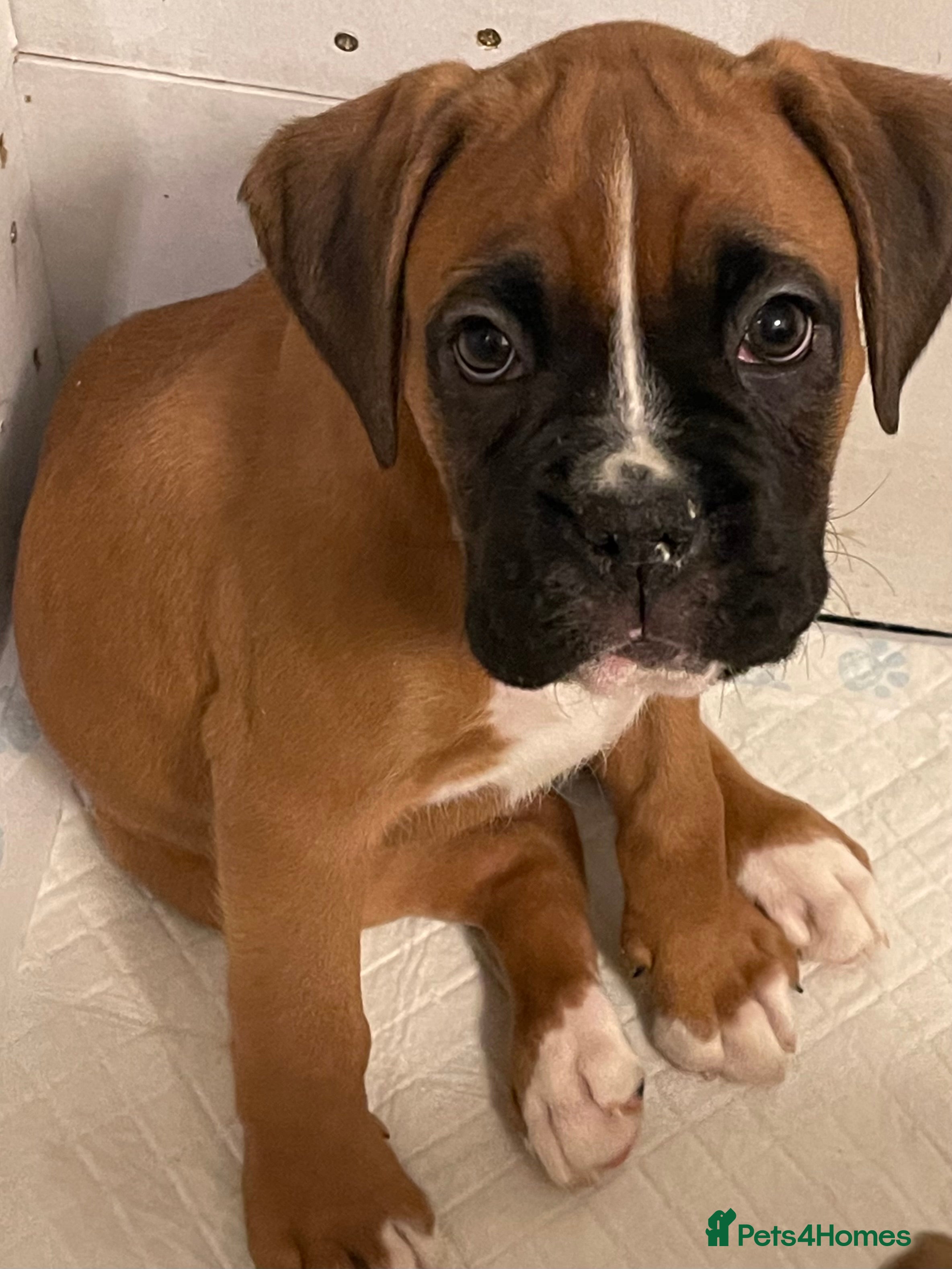 Boxer dogs  Stunning KC reg bobtailed boxers *1 girl left* - Advert 3