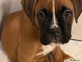 Boxer dogs Stunning KC reg bobtailed boxers *1 girl left* - Advert 3