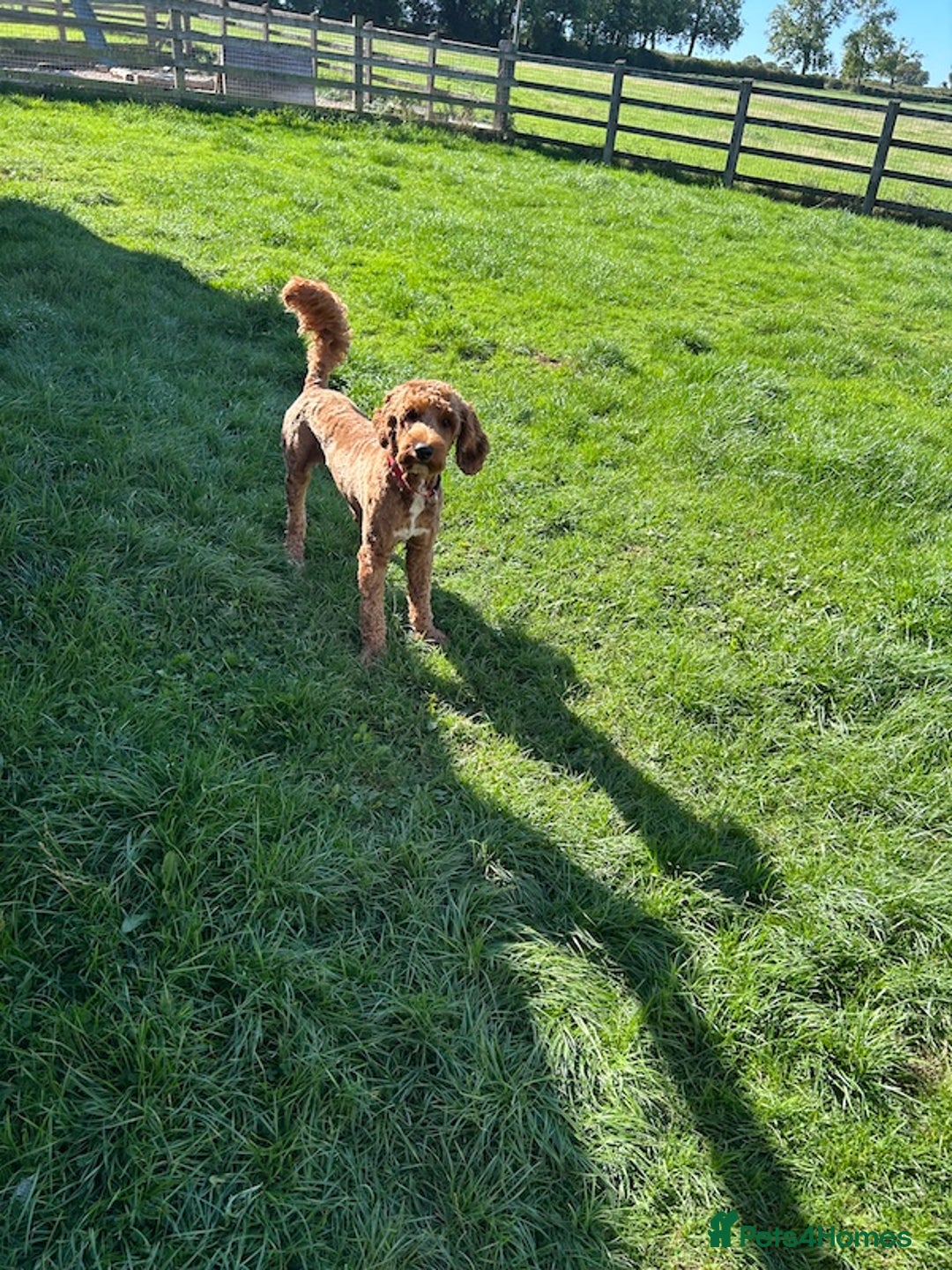 Goldendoodle dogs for sale: 11-month-old male Goldendoodle - Image 1