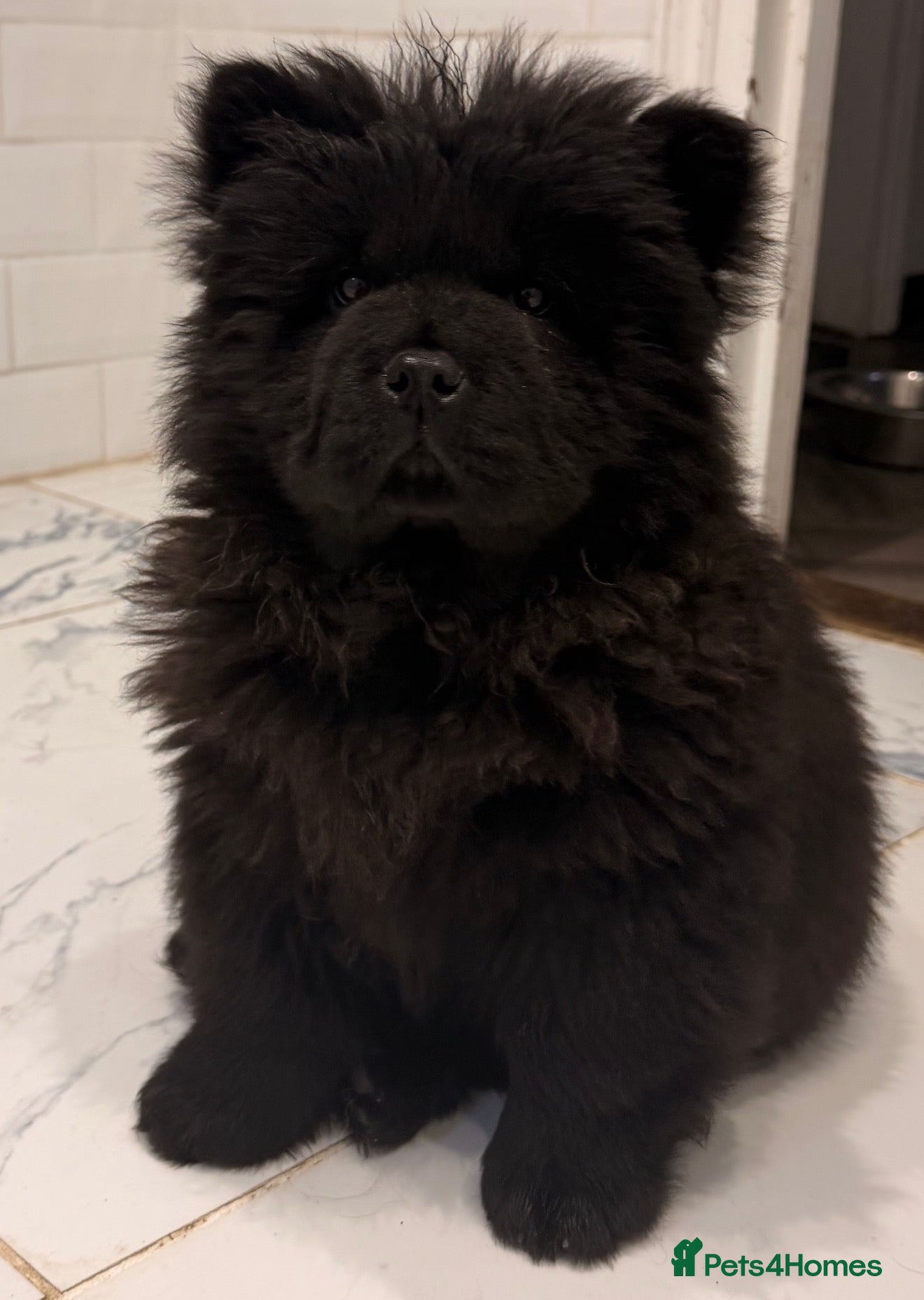 Chow Chow dogs Ready to leave 💙 - Advert 2