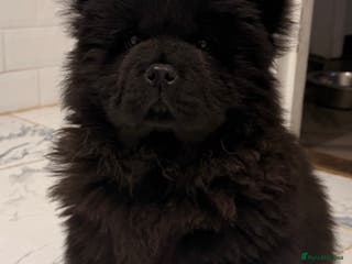 Chow Chow dogs Ready to leave 💙 - Advert 2