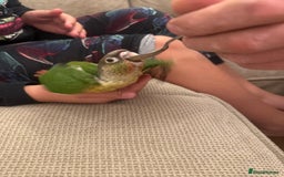 Conures birds for sale: 6 weeks tamed babies conure for sale - Image 6