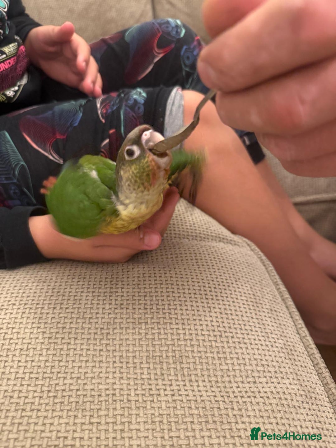 Conures birds for sale: 6 weeks tamed babies conure for sale - Image 6