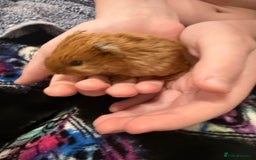 Guinea Pig rodents for sale: Baby guinea pigs - Image 1