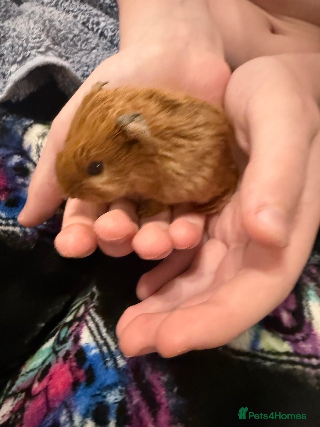 Guinea Pig rodents for sale: Baby guinea pigs - Image 1