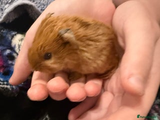 Guinea Pig rodents - Advert 28