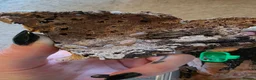 Isopods invertebrates for sale: Cubaris papaya isopods actively breeding colony - Advert 1
