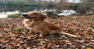 Golden Retriever dogs - Advert 11