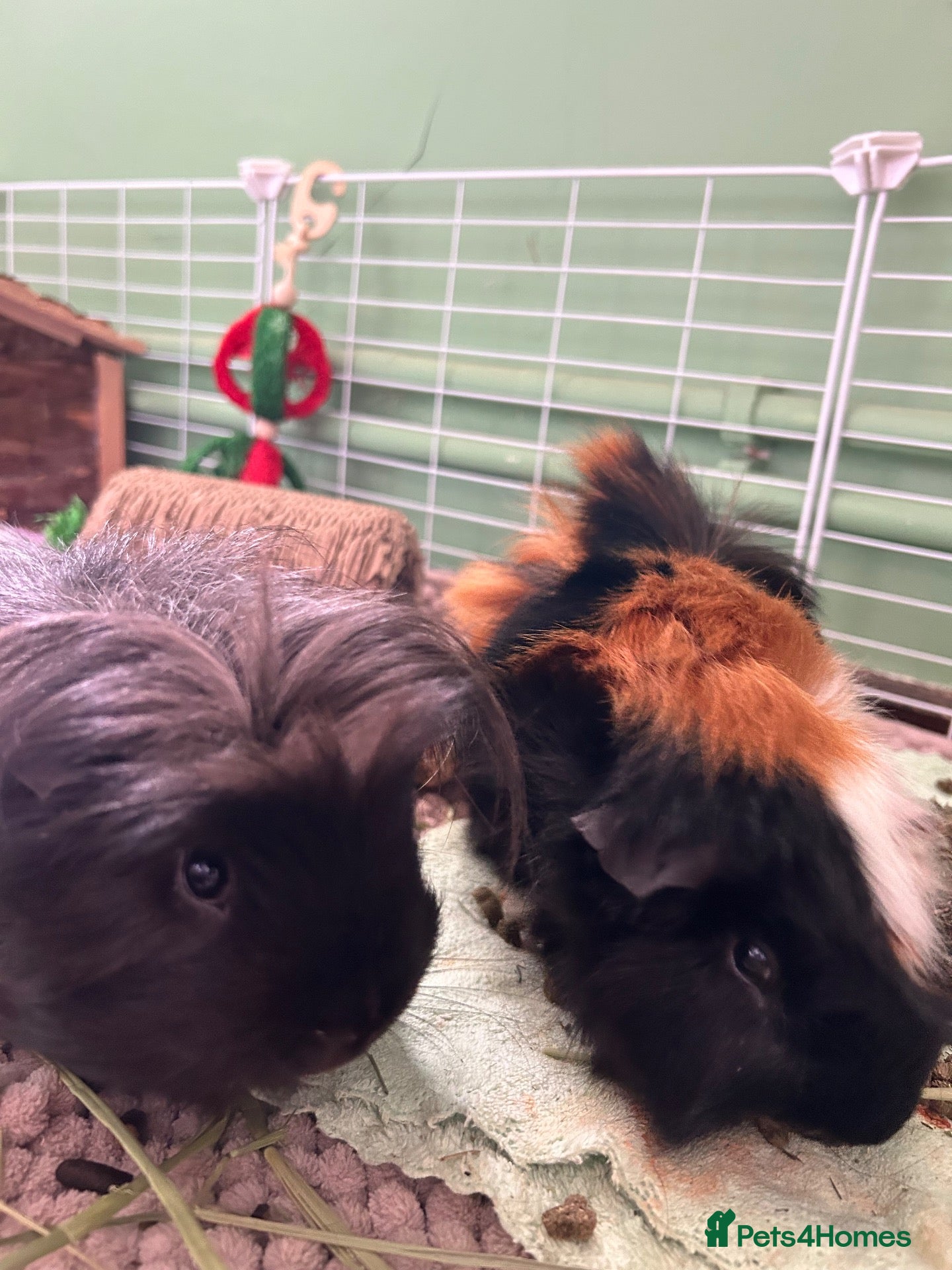 Guinea Pig rodents 2 Male Guinea Pigs - Advert 1