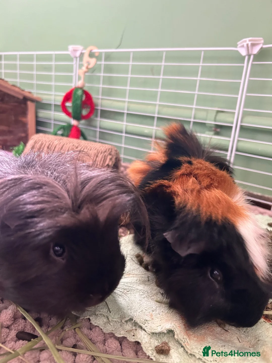 Guinea Pig rodents for sale: 2 Male Guinea Pigs - Advert 1