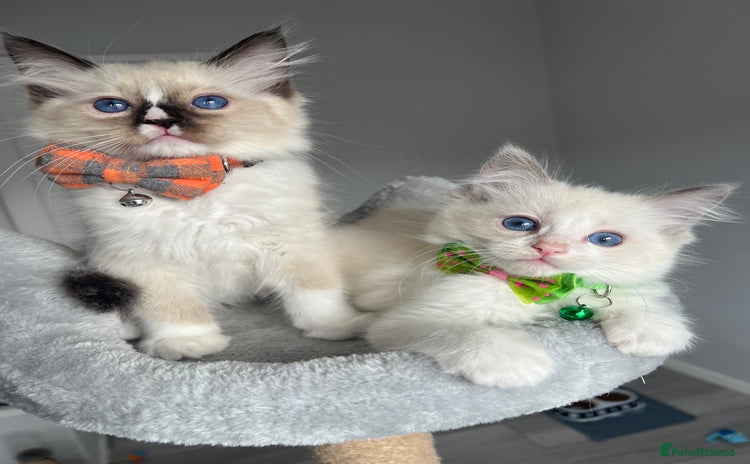 Ragdoll cats - Advert 12