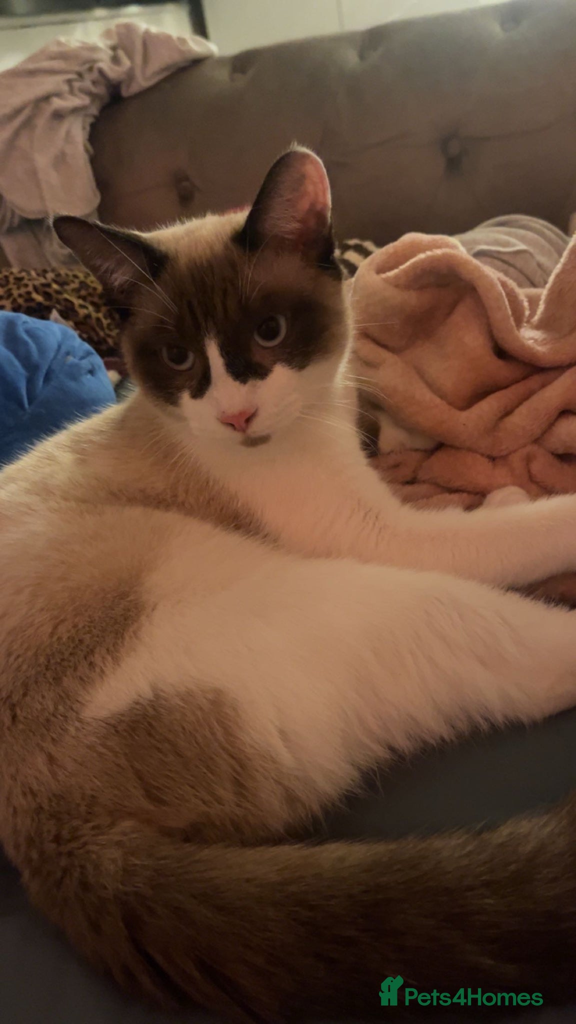 Siamese cats urgent home needed  - Advert 16