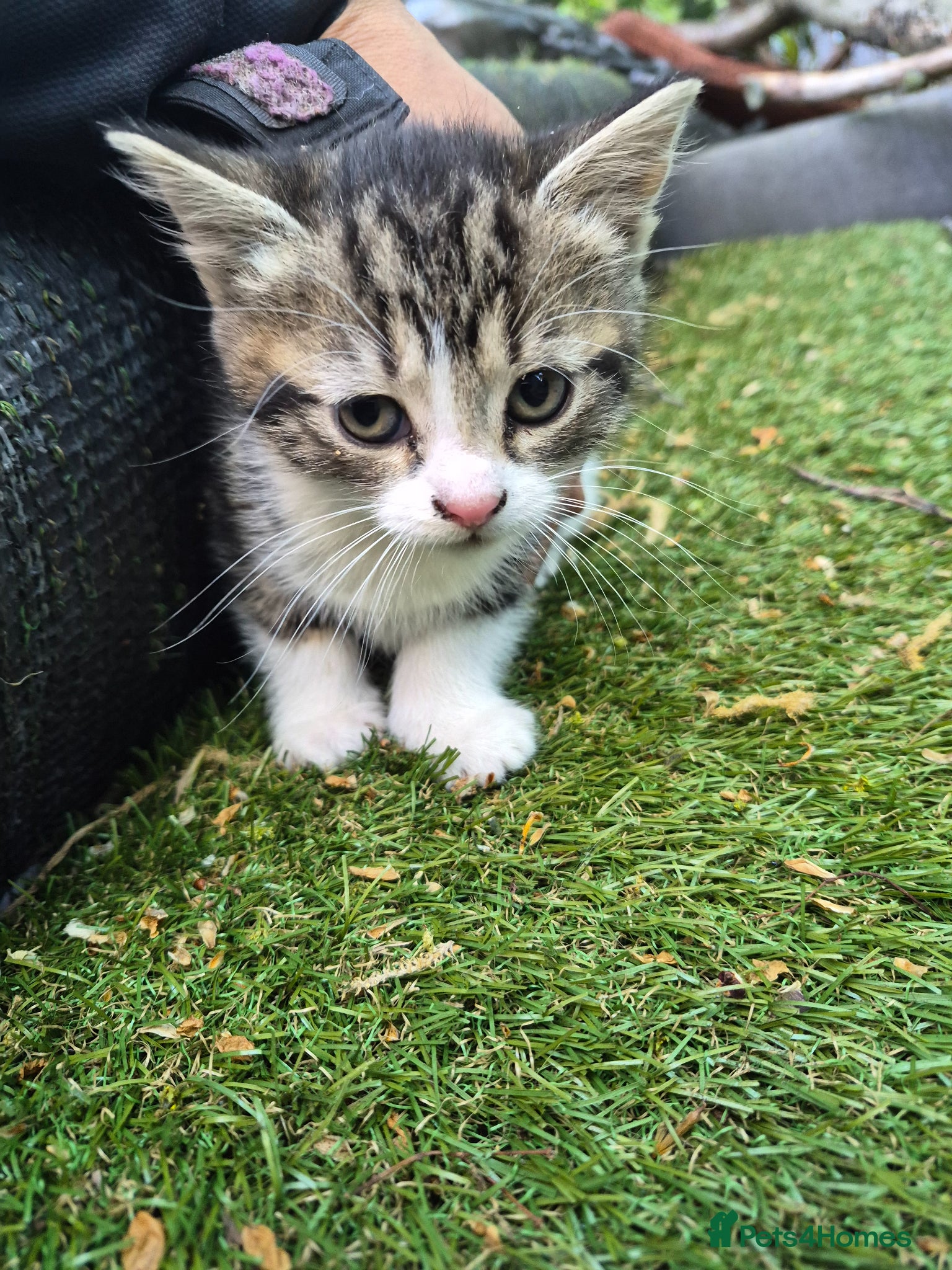 British Shorthair cats 4 beautiful kittens are ready for new home🏡  - Advert 9