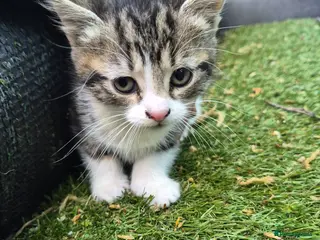 British Shorthair cats 4 beautiful kittens are ready for new home🏡 - Advert 1