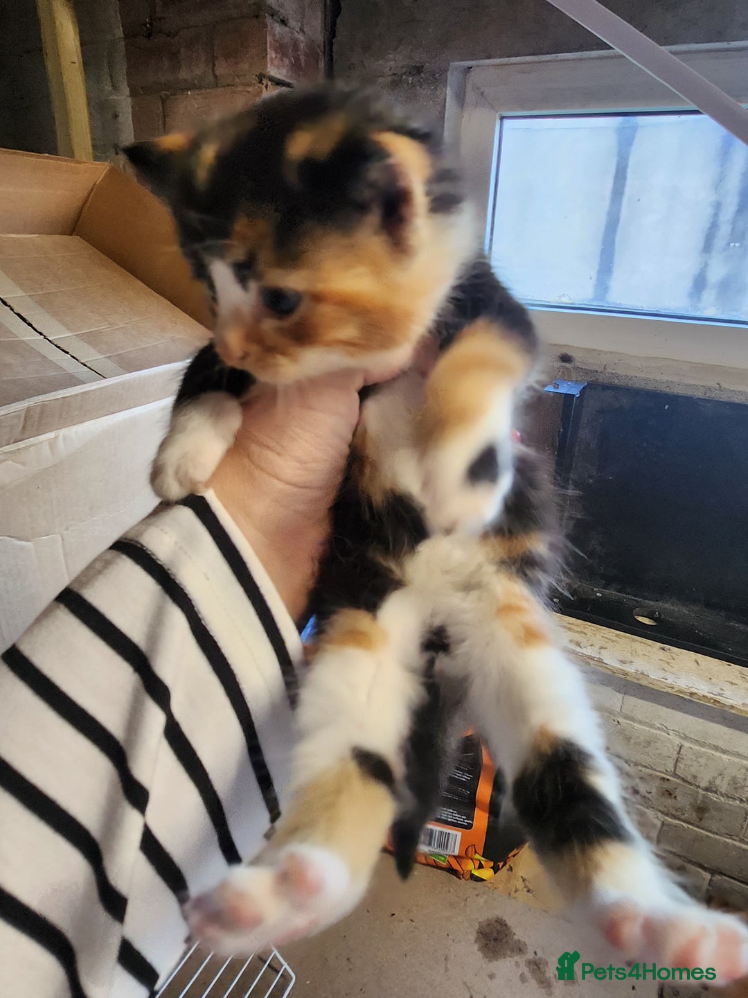Mixed Breed cats for sale: 4 beautiful kittens ready - Image 11
