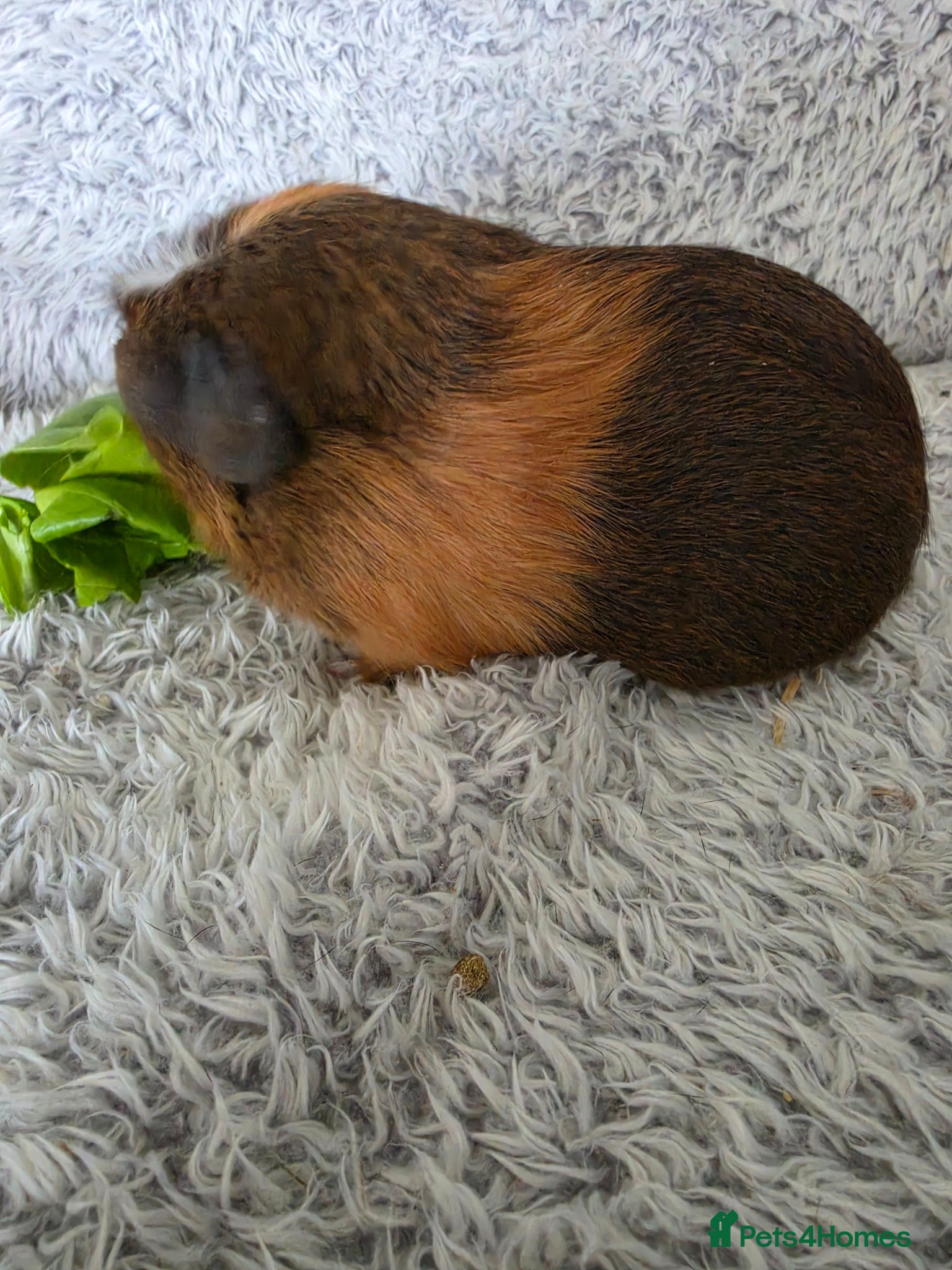 Guinea Pig rodents 1 girl ready 2 leave  - Advert 3