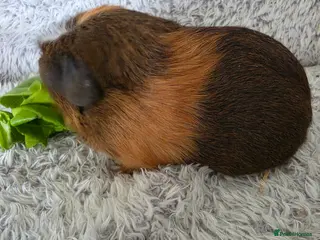 Guinea Pig rodents 1 girl ready 2 leave - Advert 3