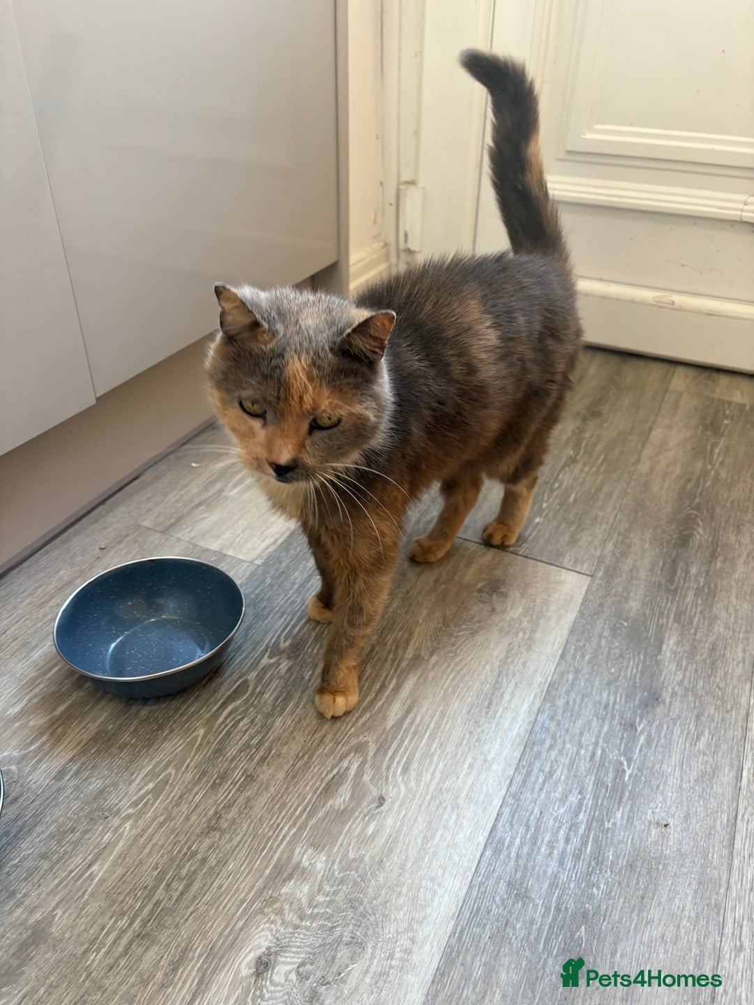 Domestic Shorthair cats for sale: Cat  **  - Advert 3