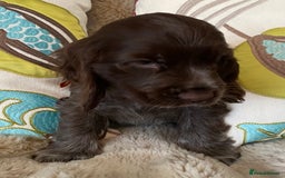 Cocker Spaniel dogs for sale: Adorable show cocker puppies - Image 23
