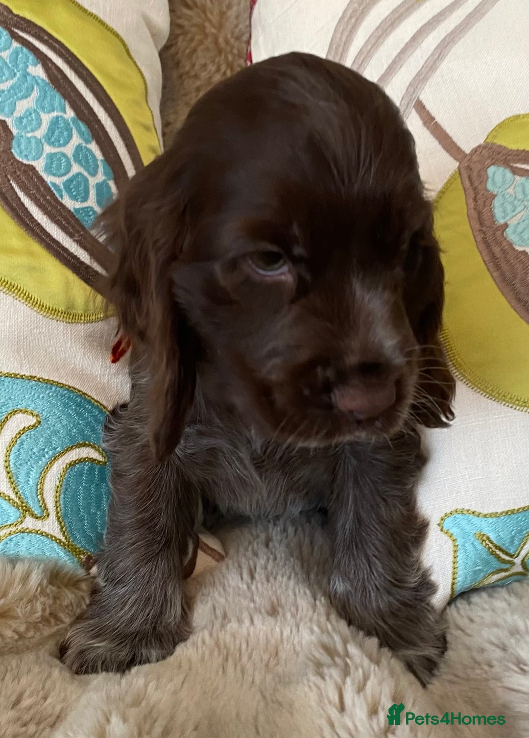 Cocker Spaniel dogs for sale: Adorable show cocker puppies - Image 23