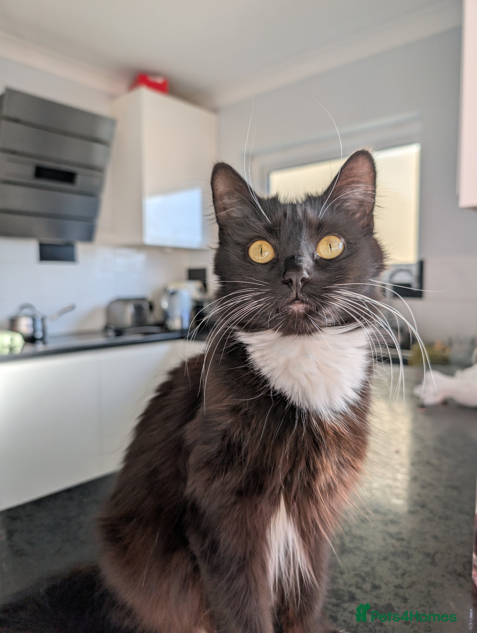 Mixed Breed cats Beautiful Chantilly-Tiffany x British Shorthair. - Advert 1