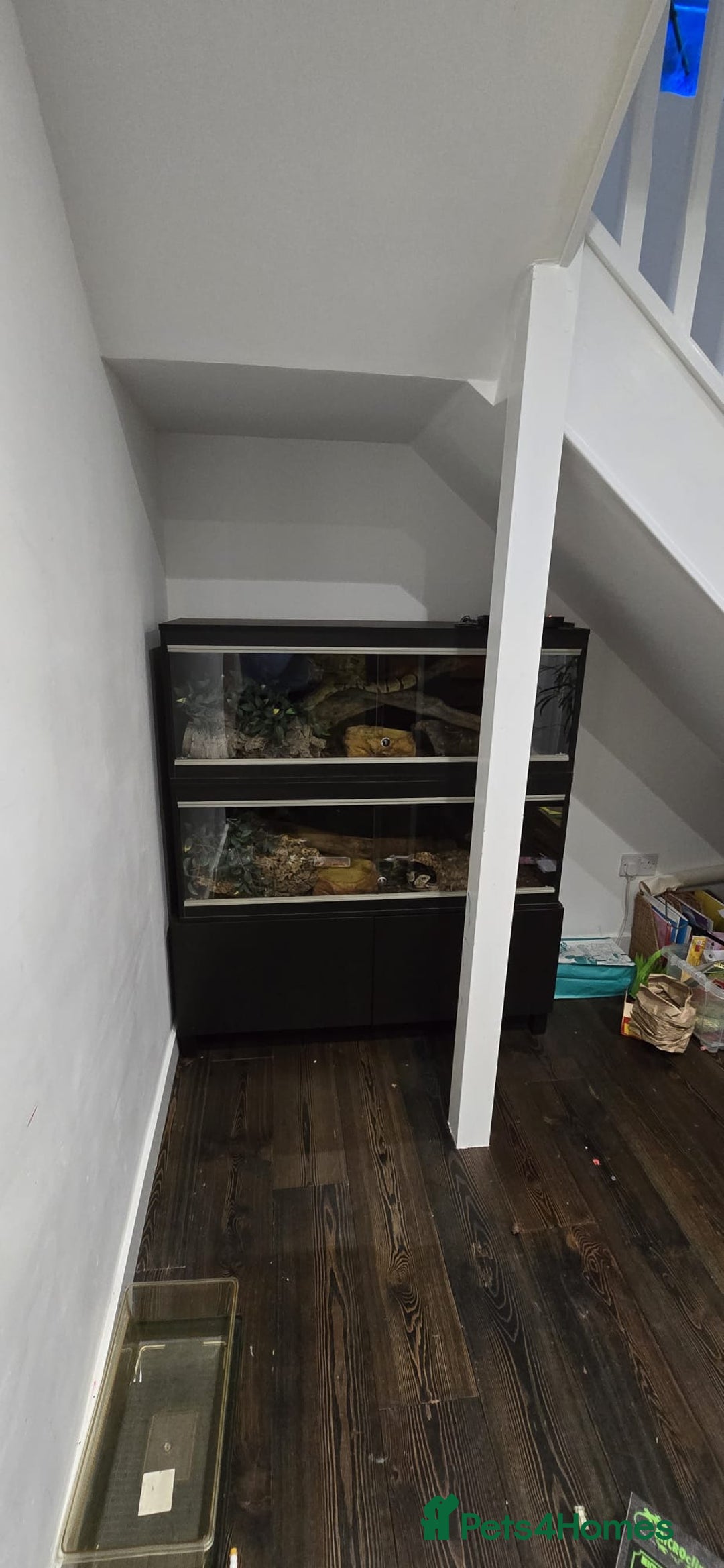 Python Snake reptiles for sale: 2 x royal ball pythons with complete set up - Image 14