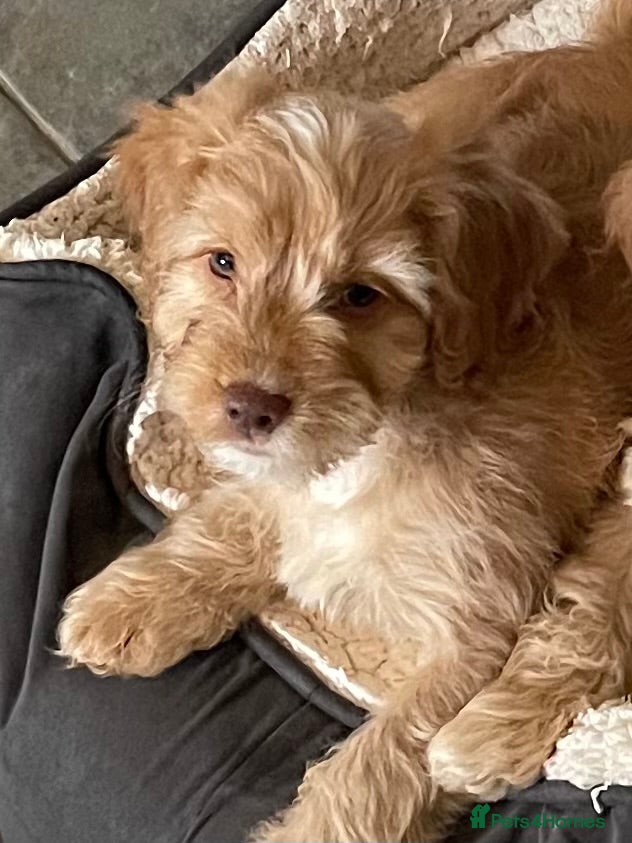 Cockapoo dogs Gorgeous Cockapoos, DNA/GENETICALLY CLEAR - Advert 18