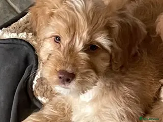 Cockapoo dogs Gorgeous Cockapoos, DNA/GENETICALLY CLEAR - Advert 18