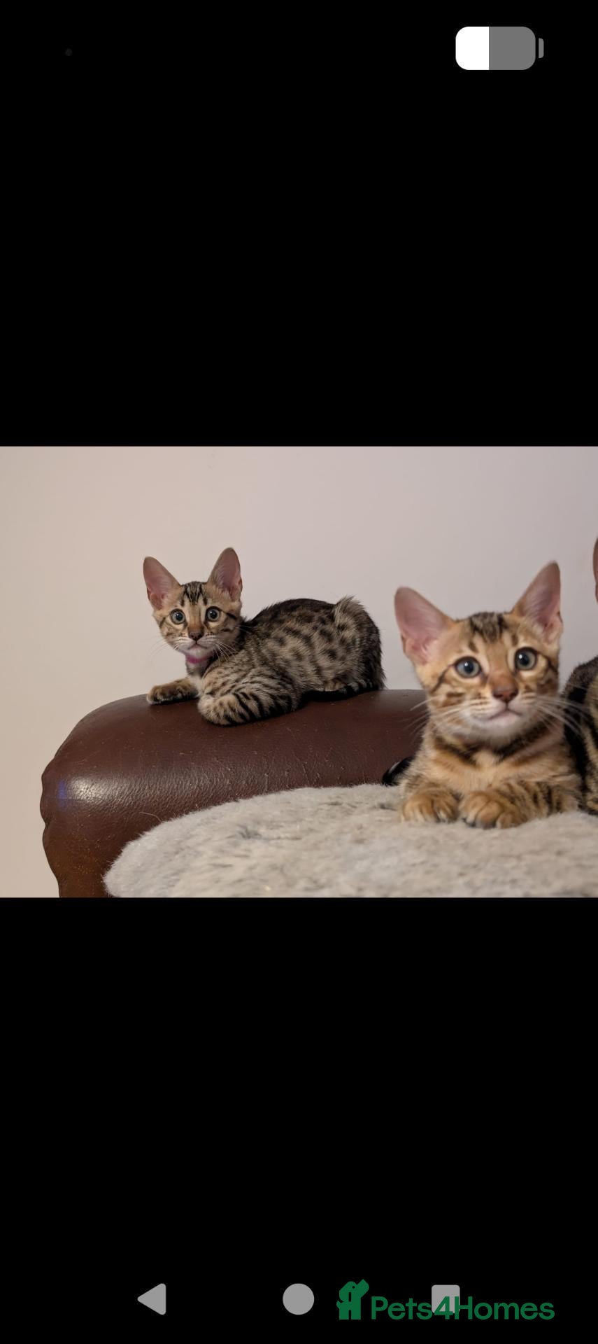 Bengal cats Pure Bengal kittens  - Advert 1