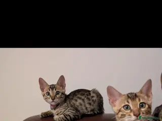 Bengal cats Pure Bengal kittens - Advert 1