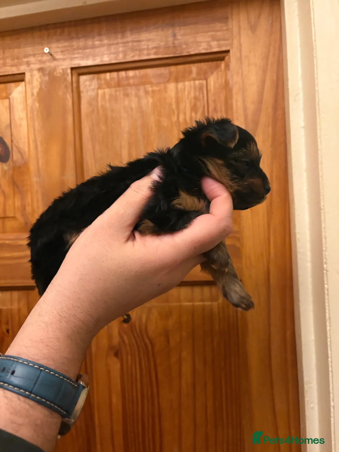 Shorkie dogs for sale: Yorkie shih tzu puppies  - Advert 1