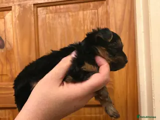 Shorkie dogs Yorkie shih tzu puppies - Advert 2