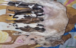 Lhasa Apso dogs for sale: Lhasa apso puppies  - Image 2