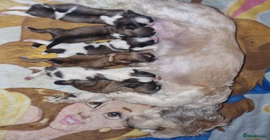 Lhasa Apso dogs Lhasa apso puppies  - Advert 2